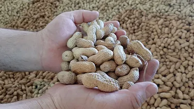 Kilosu 50 liraya fırladı!