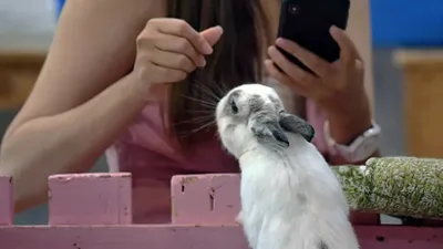 Ne kedi ne de köpek! Vatandaş pandemi sürecinde o hayvandan ediniyor