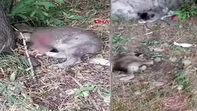 3 yavru köpeğin ayaklarını kestiler
