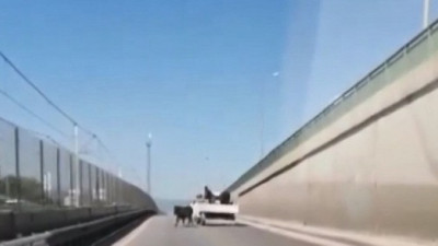 Kesimden kaçan danalar ortalığı birbirine kattı