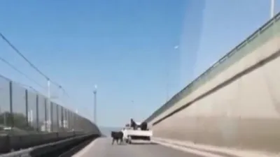 Kesimden kaçan danalar ortalığı birbirine kattı
