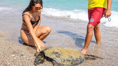 Antalya'da sahile vuran yaralı caretta caretta tatilcileri şaşırttı