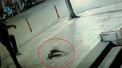 Sucuğunu yiyen sokak kedisine tekme attı!