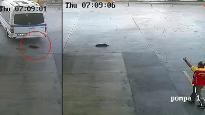 İzmir'de minibüs şoförü, yavru köpeği ezerek öldürdü!