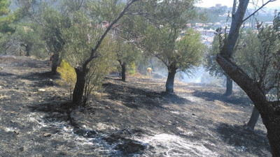 Balıkesir'de zeytinlik alanda yangın