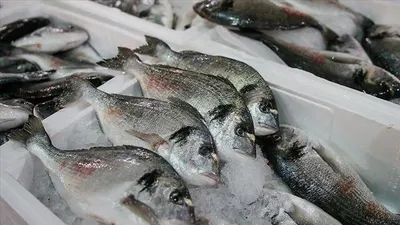 Su ürünleri av sezonu Giresun Merkez Limanı'nda açılacak