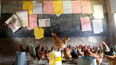Kenya'da pandemi nedeniyle kapatılan okullarda tavuk yetiştiriliyor