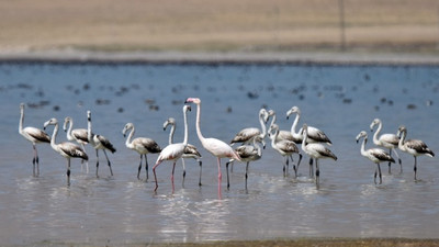 Flamingolar Bitlis'teki Arin Gölü'nü renklendirdi