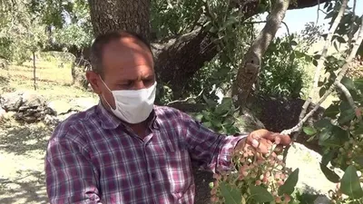 Siirt'te bıttım fiyatları 200 lirayı bulacak