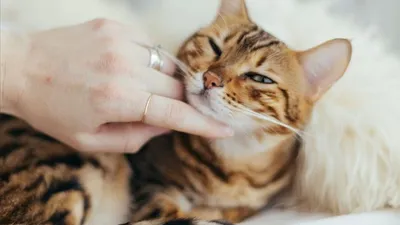 Hollanda'da kaybolan kedi Belçika'da bulundu