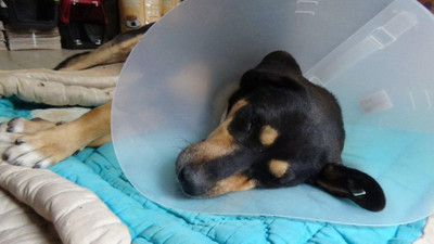 Bu köpeğe bunu yapan ''hayvanı'' bulun!