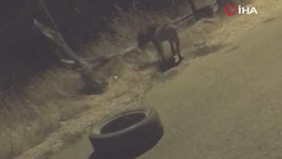 Köpeğe işkenceye pes dedirten savunma
