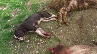 Yine pitbull dehşeti! Hayvanları telef etti