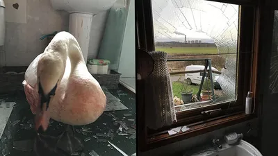 Evine kuğu giren kadın ölümden döndü