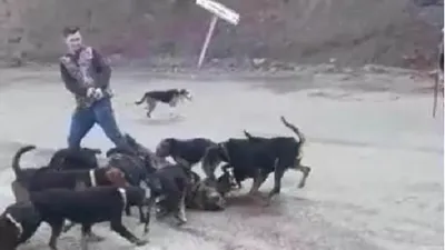 Yavru domuzu köpeklere parçalattılar