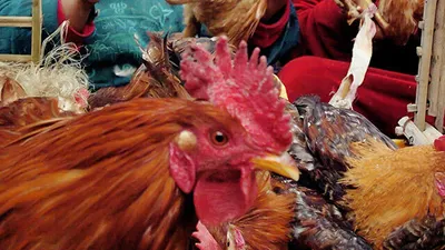 O ülkede kuş gribi nedeniyle 2 ayda 22 milyon kümes hayvanı itlaf edildi