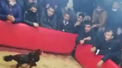 Horoz dövüşü baskını: 71 kişiye ceza yağdı