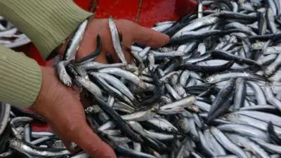 Hamsi avı yasağı bir kez daha uzatıldı