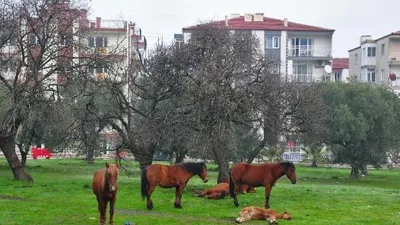 Efsane atlar şehre indi