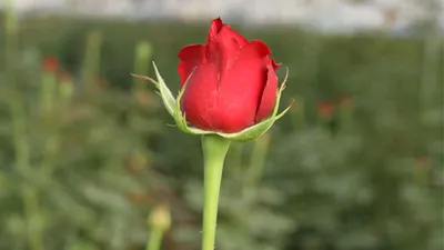 2.5 liralık gül çiçekçide 20 lira!