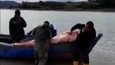 Gölden bir dev çıktı!