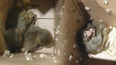 Şırnak'ta yakalandı! Koruma altına alındı