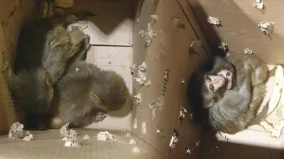 Şırnak'ta yakalandı! Koruma altına alındı