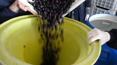 Hem kandırıp hem zehirliyorlar! Utanmadan da ''afiyet olsun'' diyorlar!
