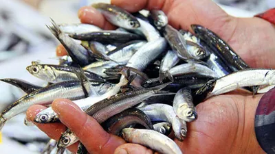 Hamsi fiyatları 30 lira birden düştü