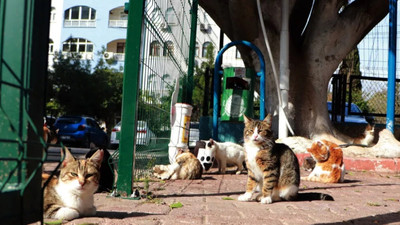 Mutant virüs bizden hayvanlara, hayvanlardan bize ulaşır mı ?