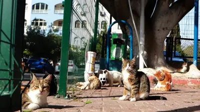 Mutant virüs bizden hayvanlara, hayvanlardan bize ulaşır mı ?