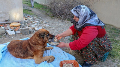 Sokak köpeğini hedef tahtasına çevirmişler!