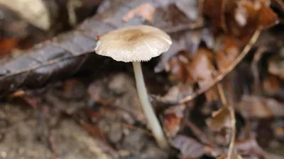 Bu mantar sadece Artvin'de yetişiyor