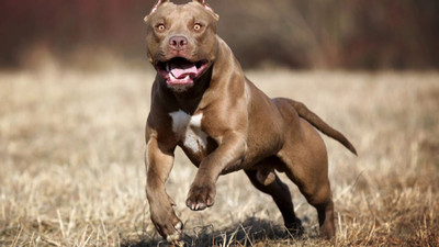 Pitbull'unu polise saldırttı!
