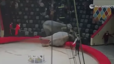 Sirkte korku dolu anlar! Filler dehşet saçtı