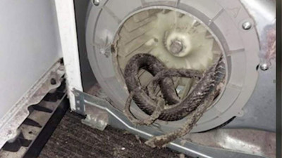 Kurutma makinasının içinden çıkanla hayatının şokunu yaşadı
