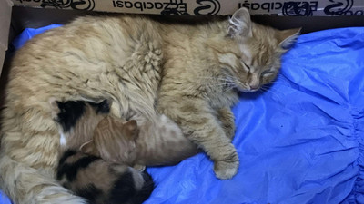 Anne kedi, yavrularını doktora götürdü