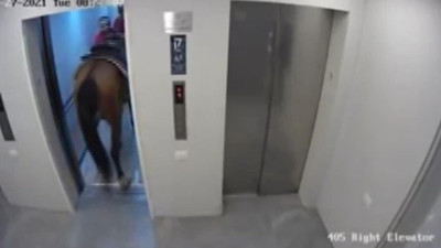 İlginç görüntüler! Asansöre at bindirmeye çalıştılar