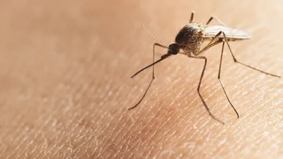 Kabusun yeni adı, sivrisinekler! ''Mutant koronavirüs'' taşıyıcısı onlar mı ?