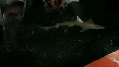 Haliç'te oltaya köpek balığı takıldı