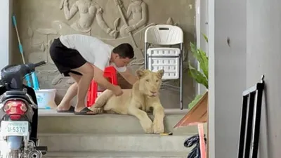 Dişleri ve pençeleri sökülen aslan kurtarıldı