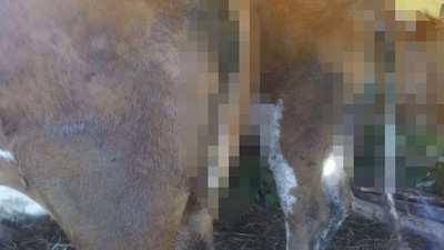 Korkunç görüntüler: 6 ineğin ayağını tırpanla kestiler