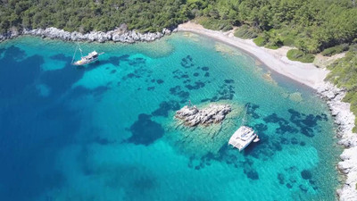 Bodrum'da gizemli canlı alarmı! Bir istilacı tür daha