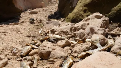 Bazamir Deresi 30 yıl sonra ikinci kez kurudu