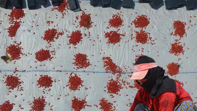 Güneydoğu'nun domatesleri, 3 kıtada sofraları süslüyor