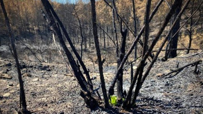 Yanan ormanda ilk bitkiler filizlendi