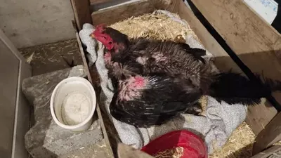 İnanılması güç olay: Kesmek için aldığı horoz kuluçkaya yattı