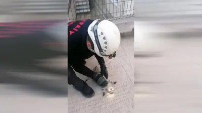 Günün kahramanı Kocaeli'nden... Yavru kediyi hayata döndüren kalp masajı