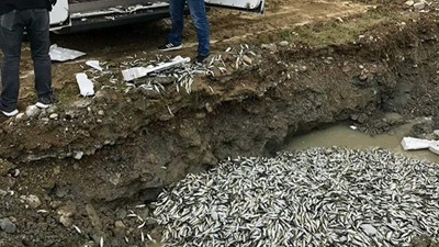 Sinop'ta 5 ton balık imha edildi