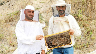 Türkiye'de bir gecede 300 bin arı öldü